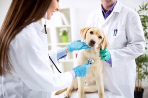 Veterinarian
